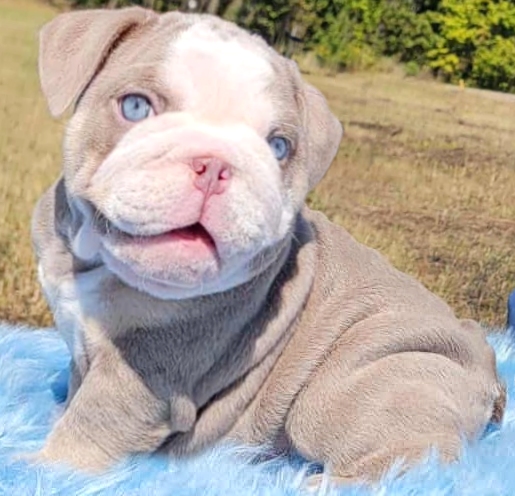 lilac bulldog puppy