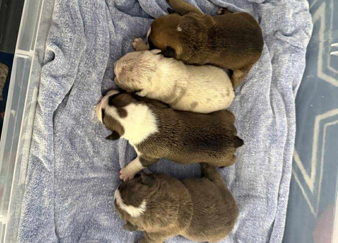 Bulldog puppies
