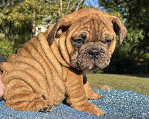 Bulldog puppy for sale