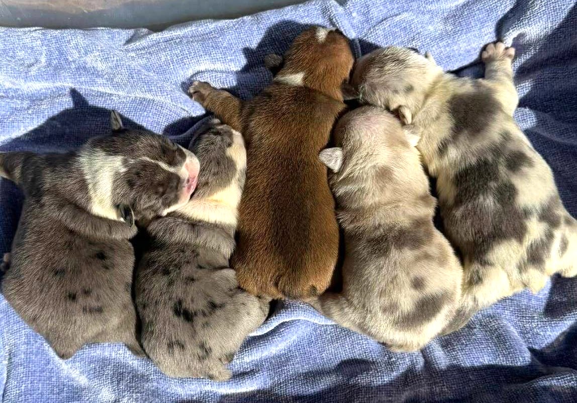 English bulldog puppies for sale