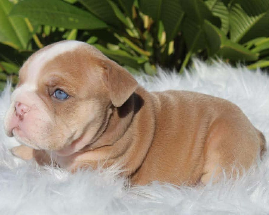 Bulldog puppy for sale