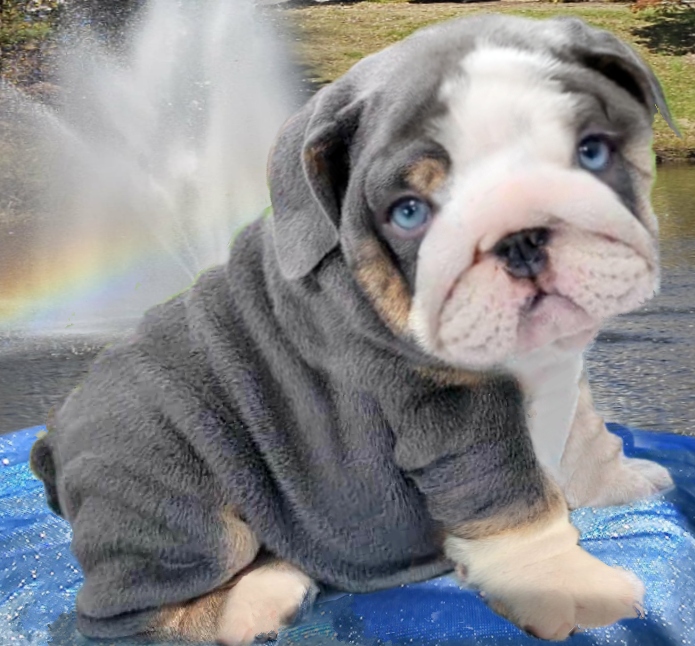 Bulldog puppy dog