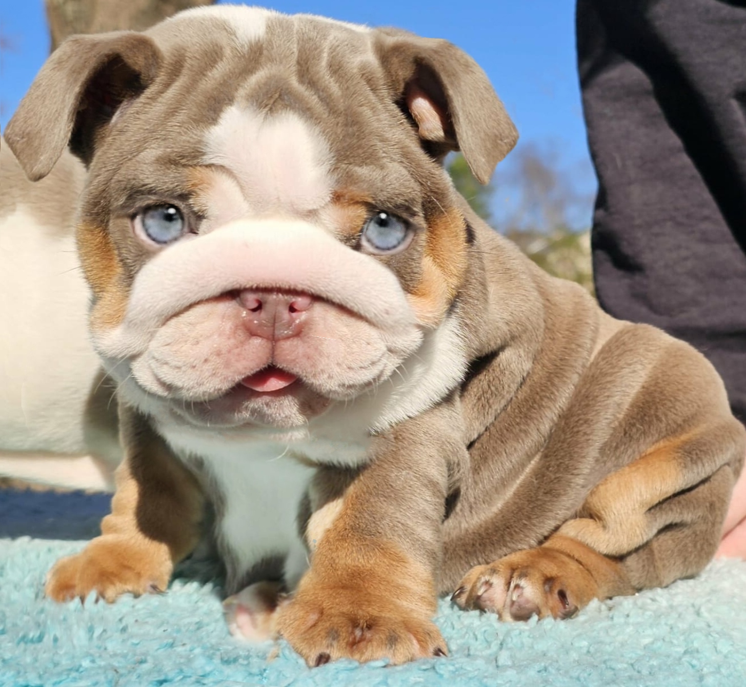 lilac bulldog puppy for sale
