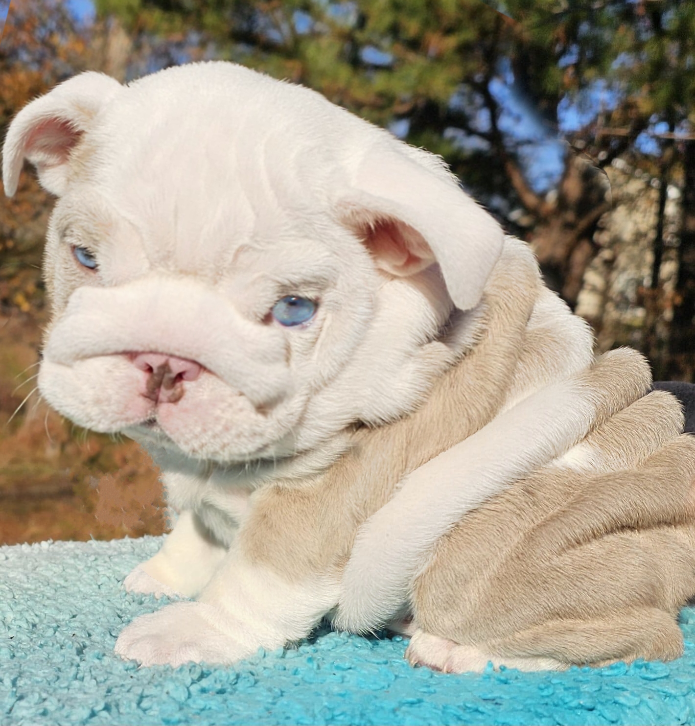 Lilac blue eyes bulldog puppy for sale