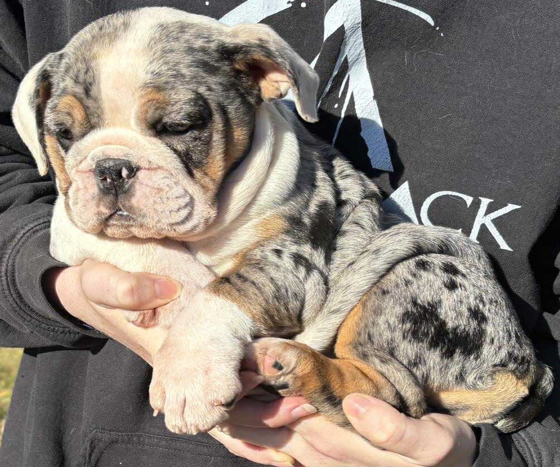 Bulldog puppy