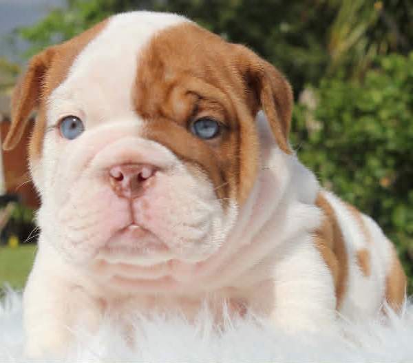 Chocolate bulldog puppy for sale
