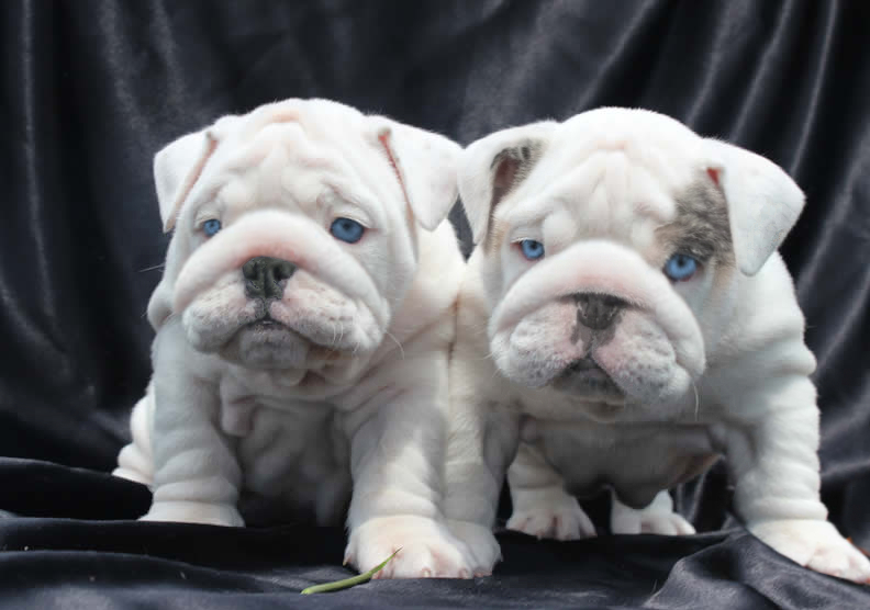 White blue eyed bulldog puppy for sale