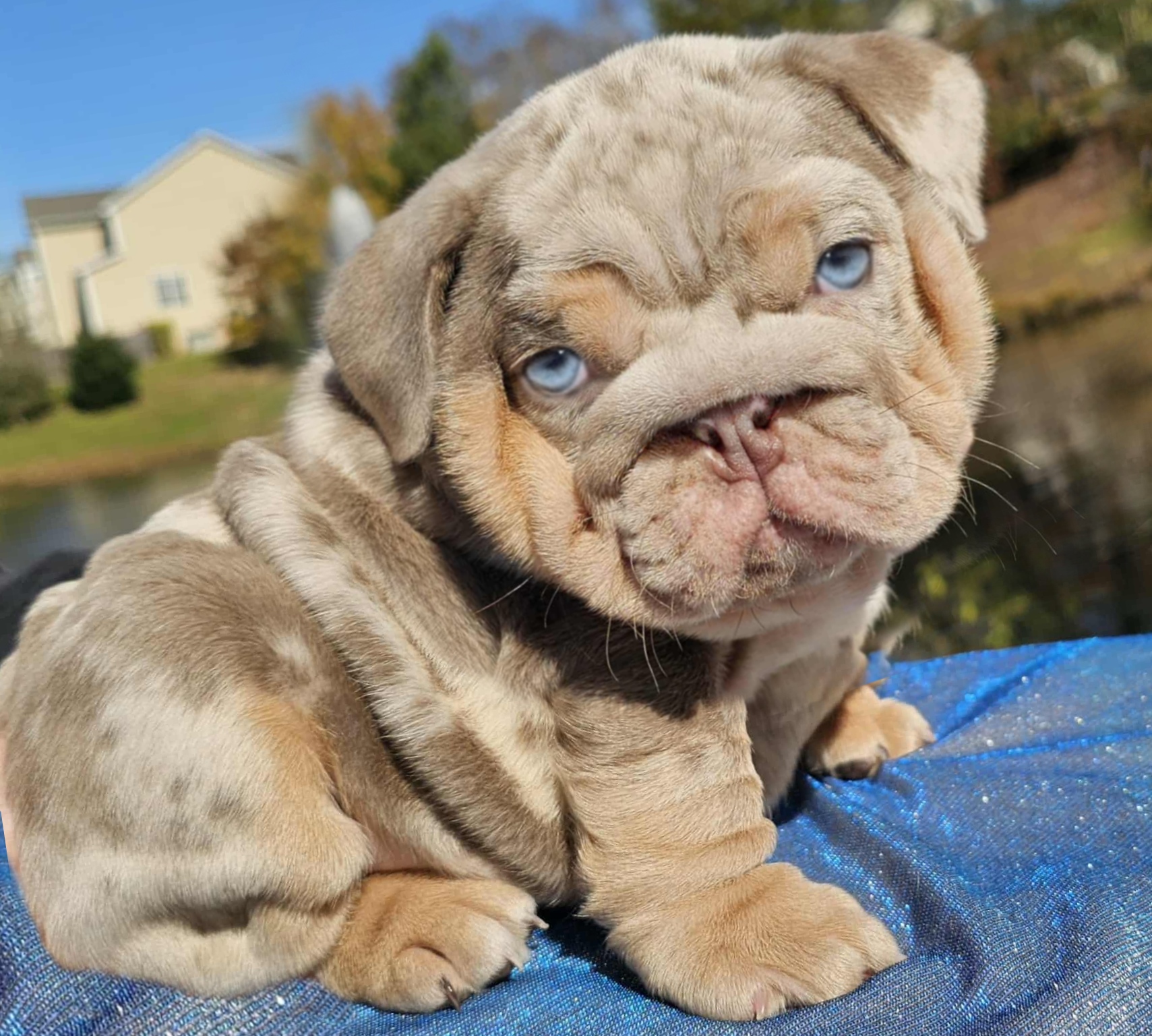 English Bulldog puppy for sale