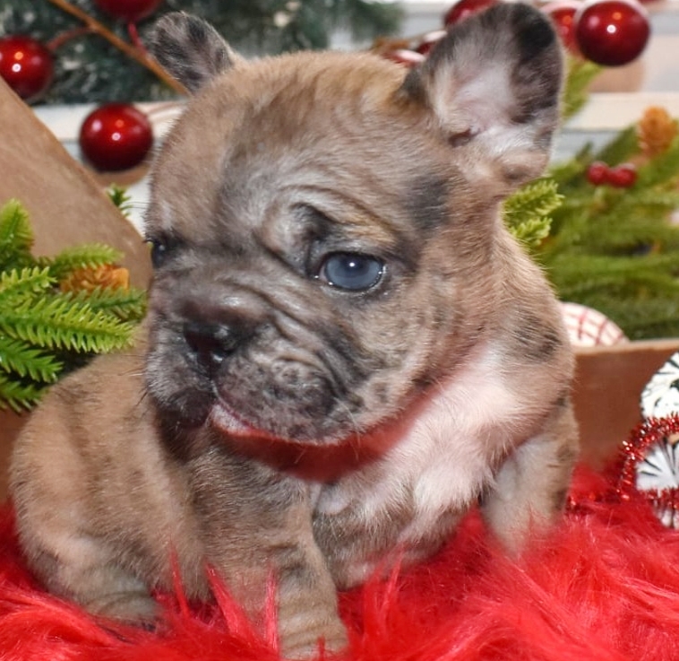 French bulldog puppy for sale