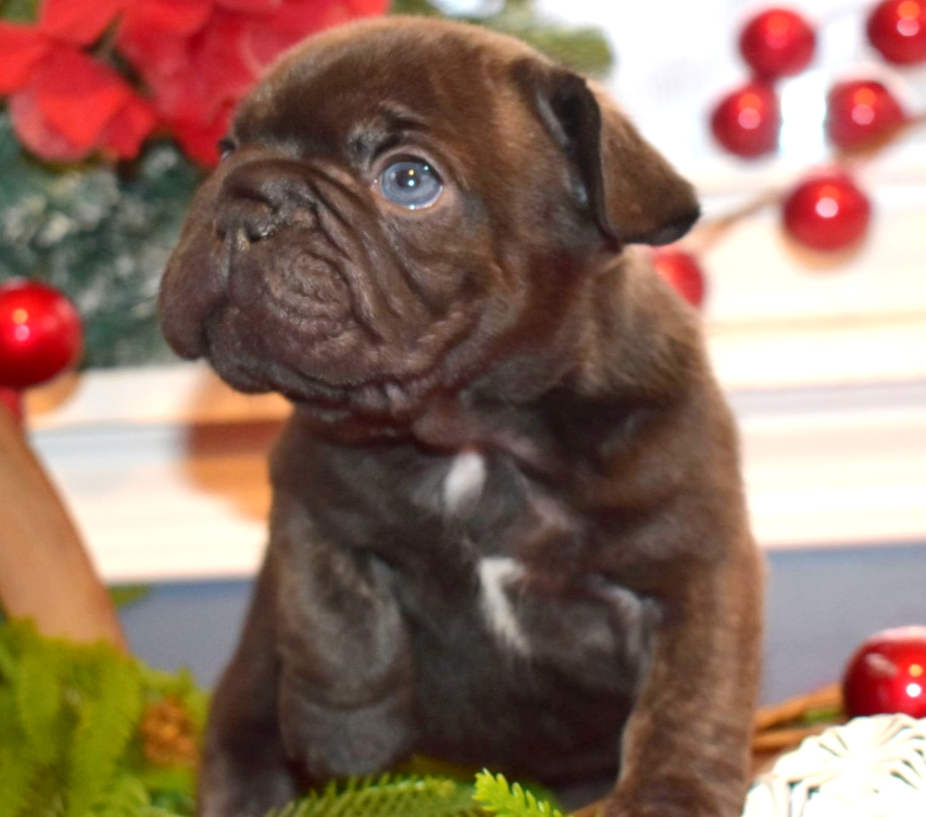 Frenchie bulldog puppy for sale