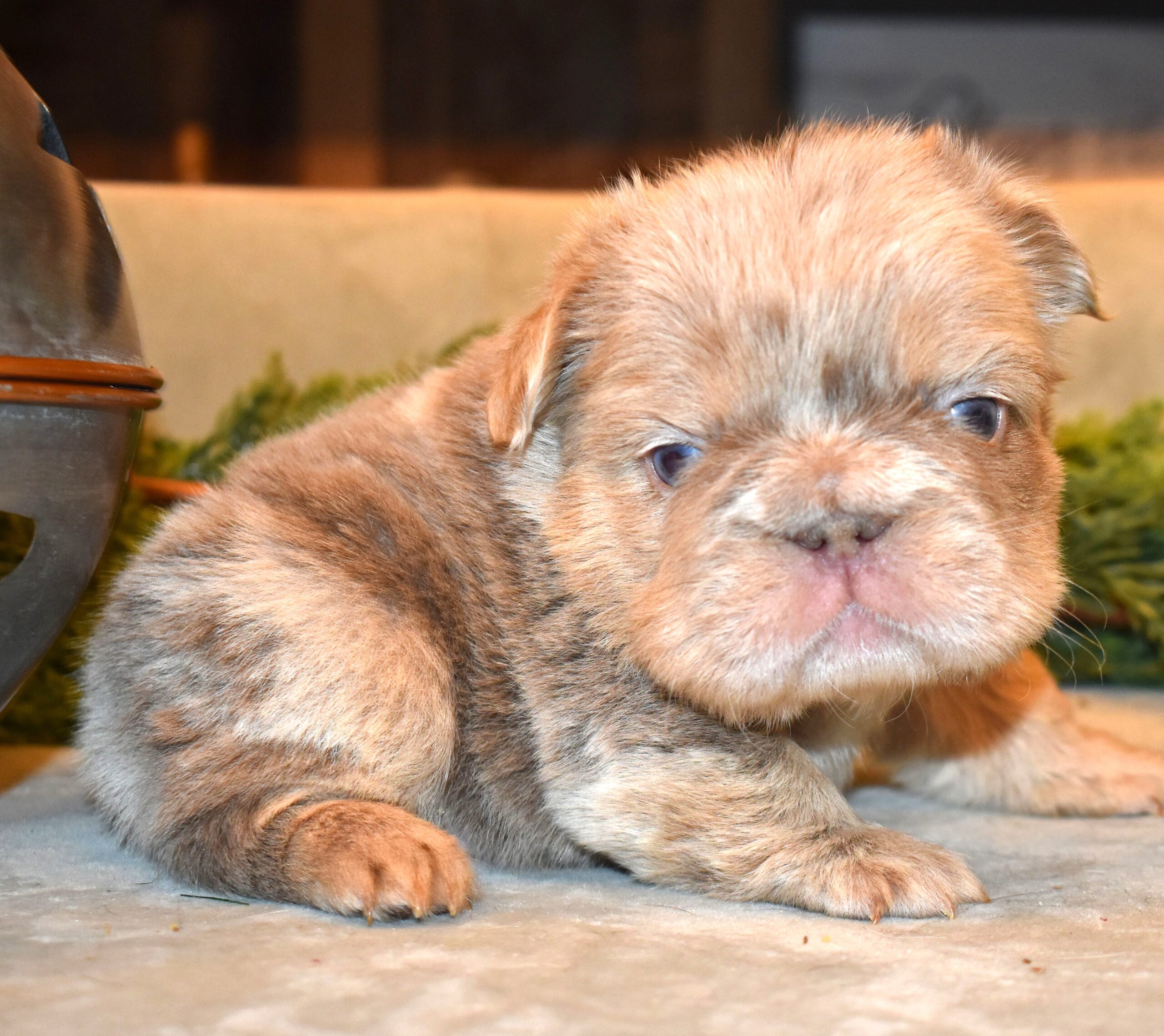 Long haired french bulldog puppy for sale