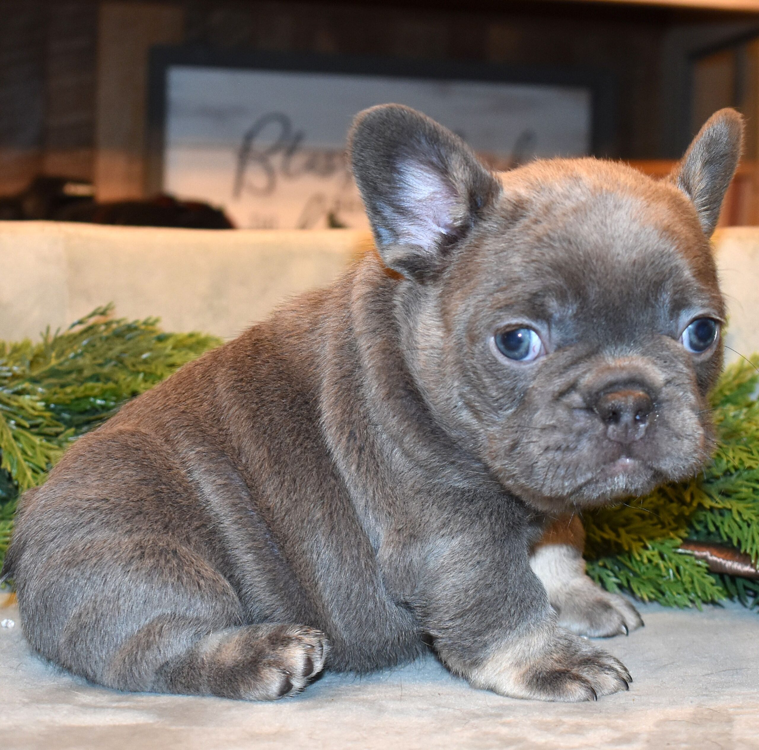 Blue french bulldog puppy for sale