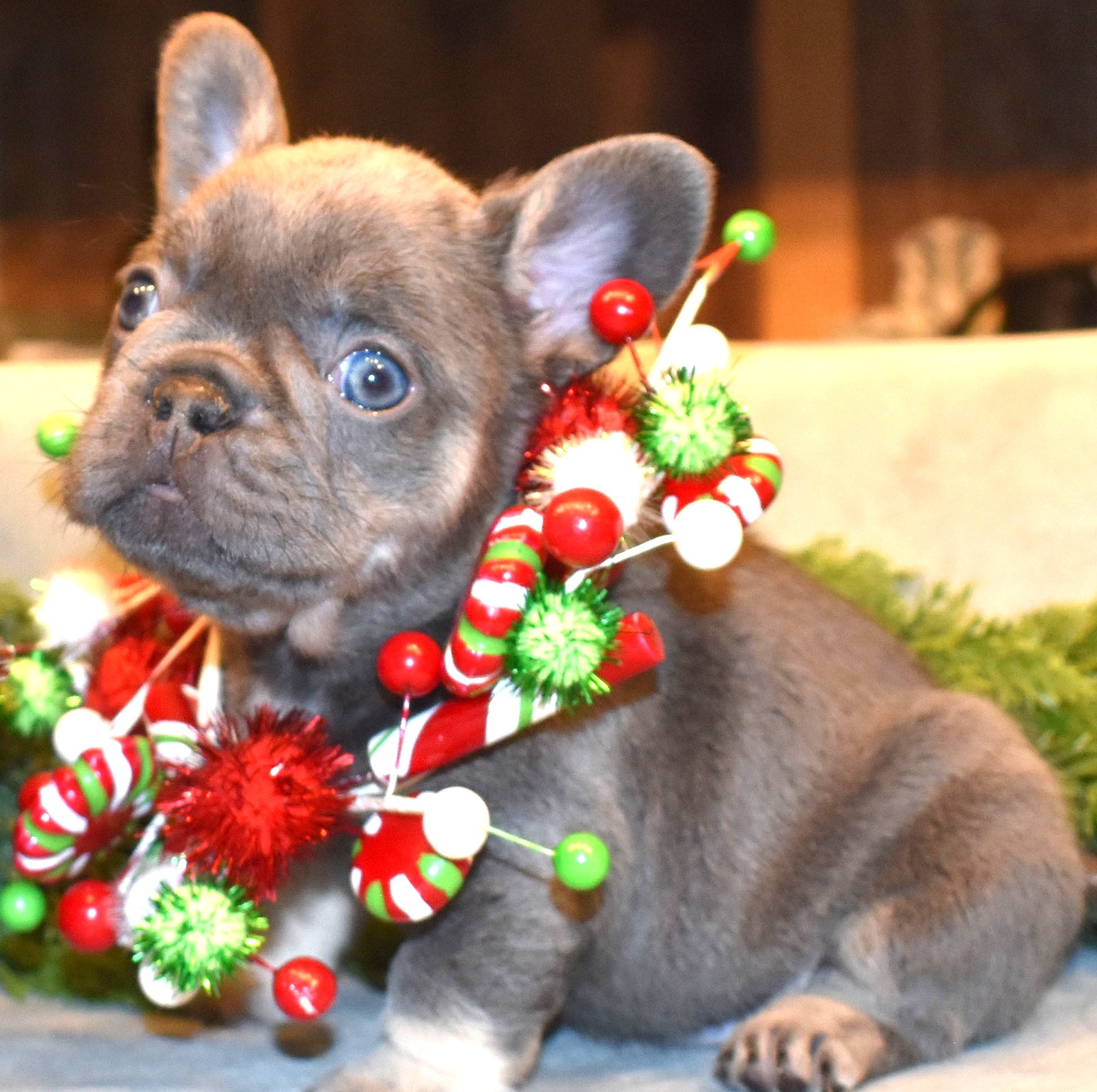 blue french bulldog puppy for sale