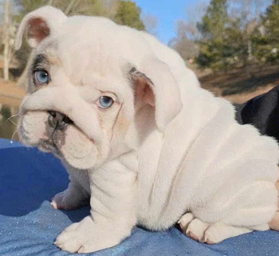 White Bulldog puppy blue eyes