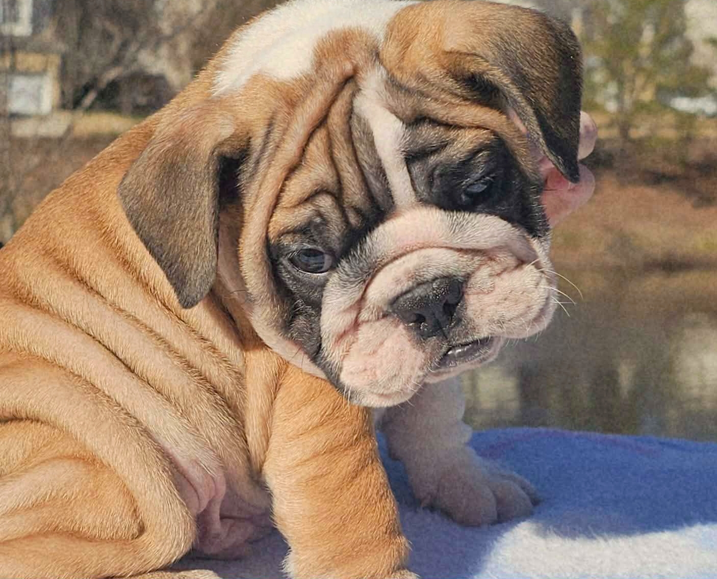 Fawn bulldog puppy
