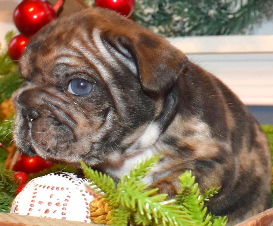 Chocolate french bulldog puppy for sale