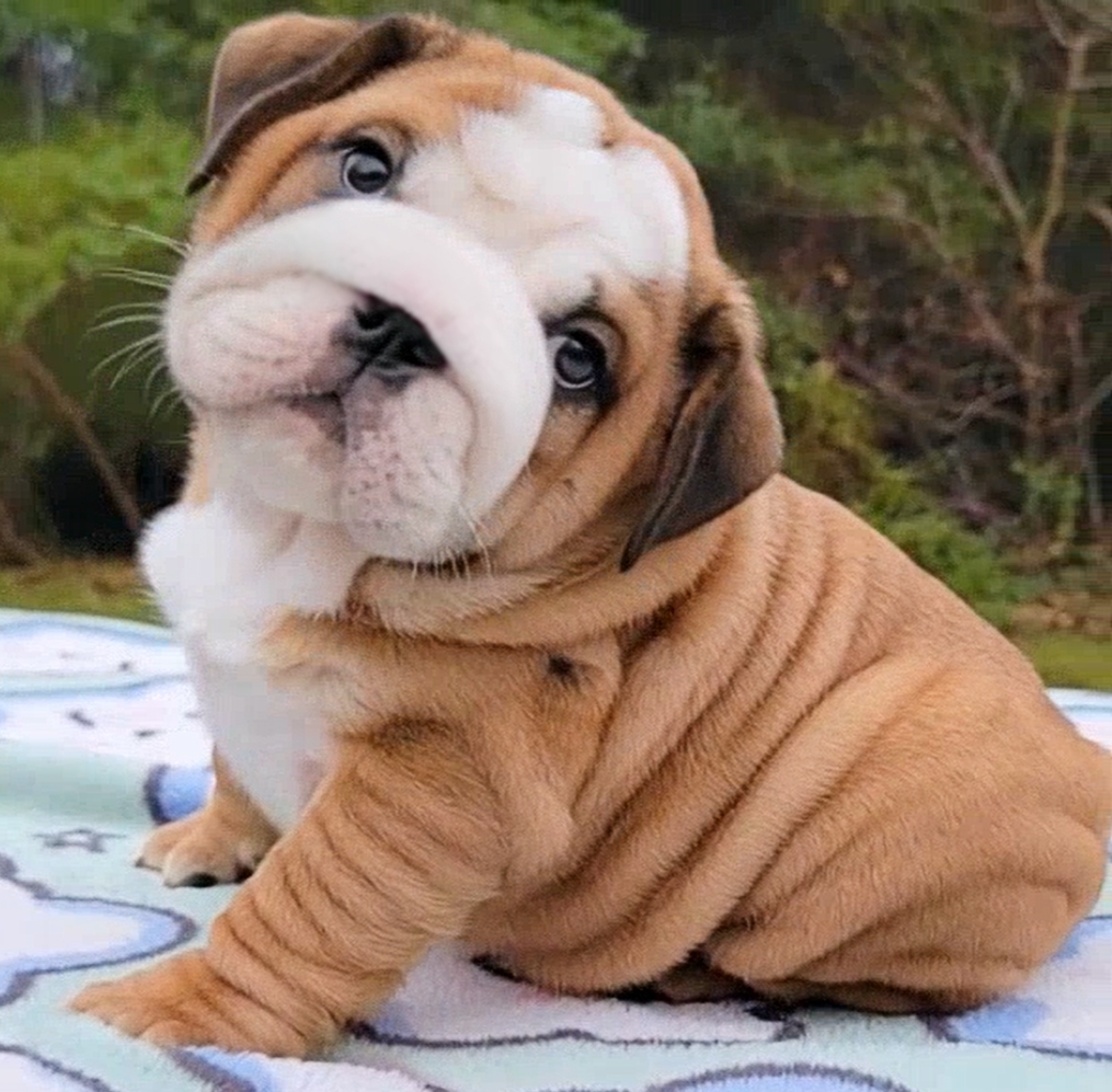 English bulldog puppies