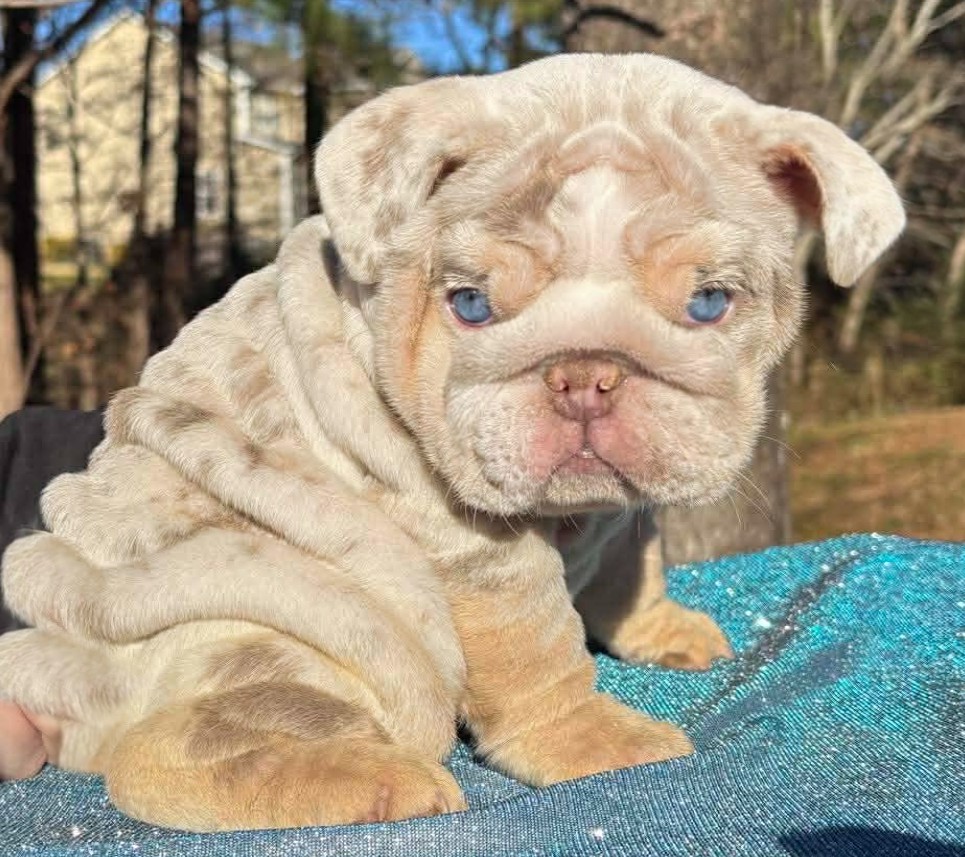 Merle bulldog puppy for sale
