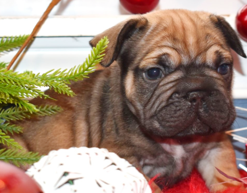French bulldog puppy
