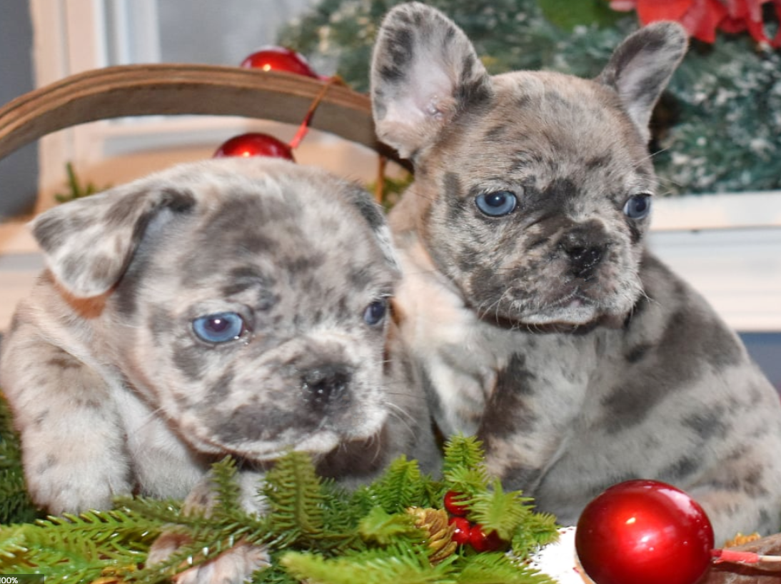 Blue french bulldog puppies