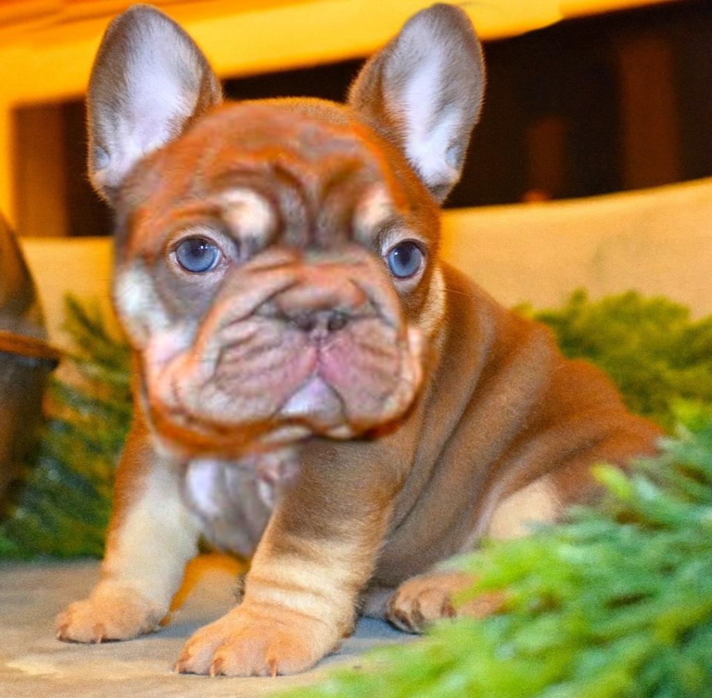 frenchie puppy