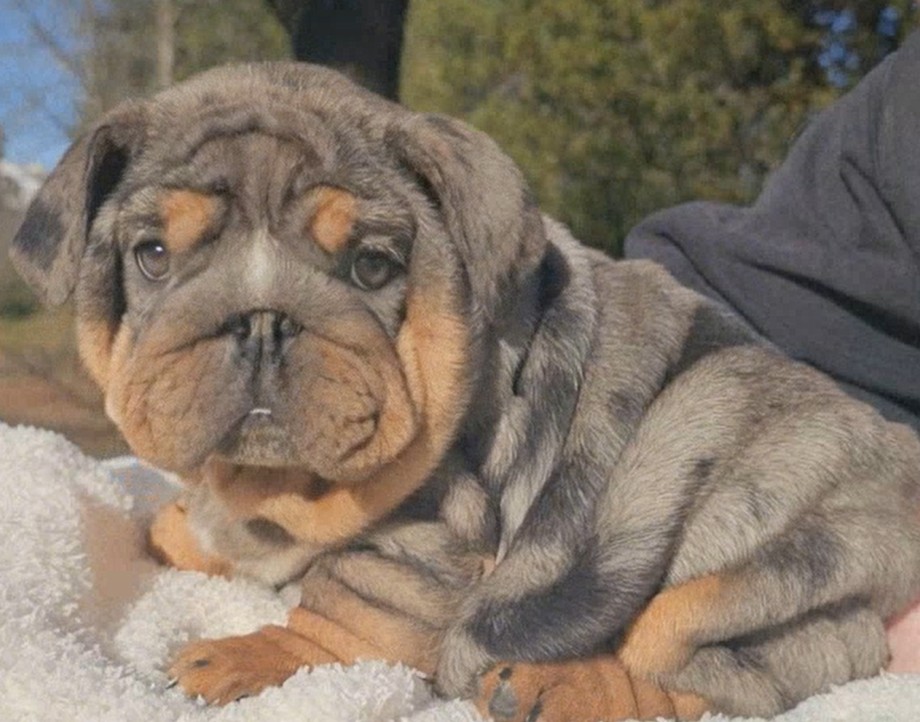 Merle tri bulldog puppy