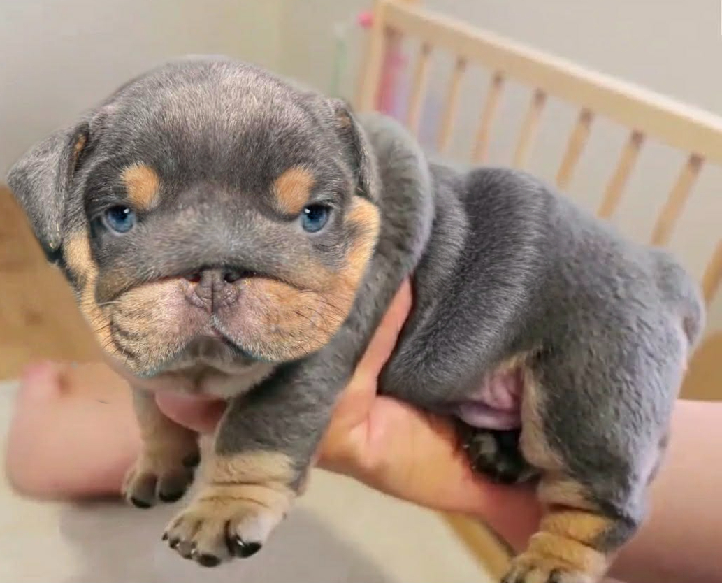 Blue Bulldog puppy for sale