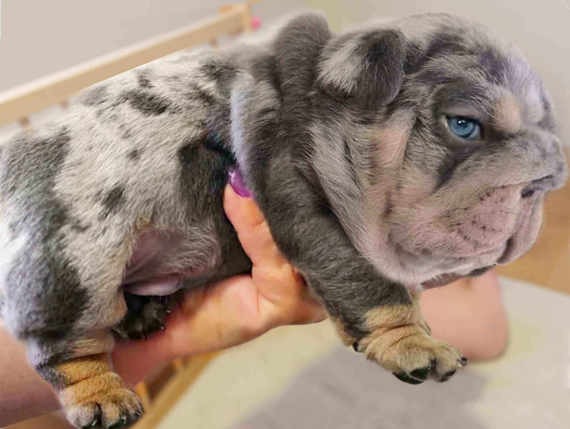 Blue merle Bulldog puppy for sale