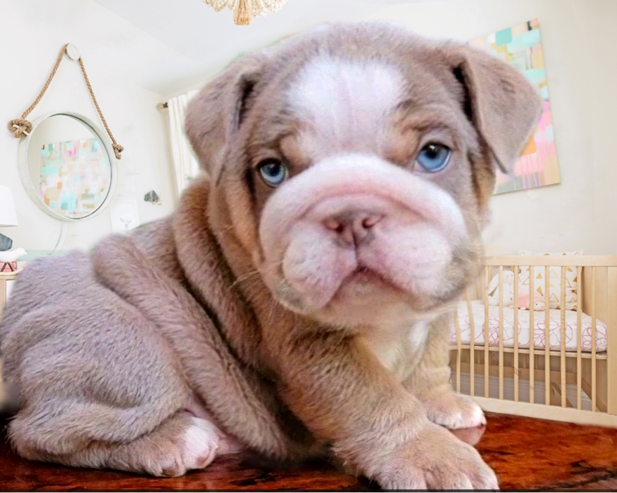 Lilac bulldog puppy