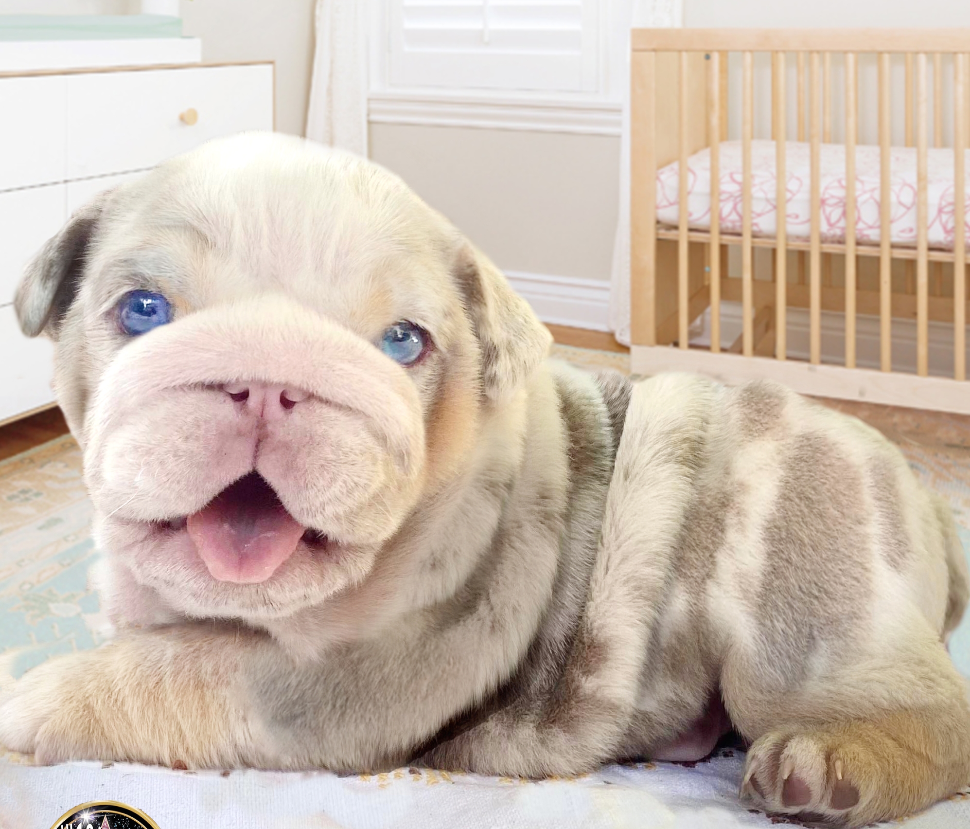 Bulldog puppy for sale blue eyes