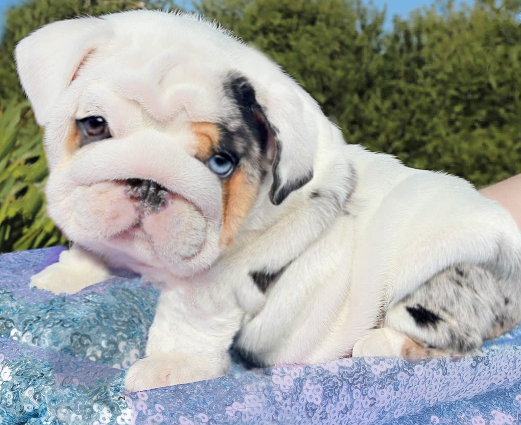 Bulldog puppy
