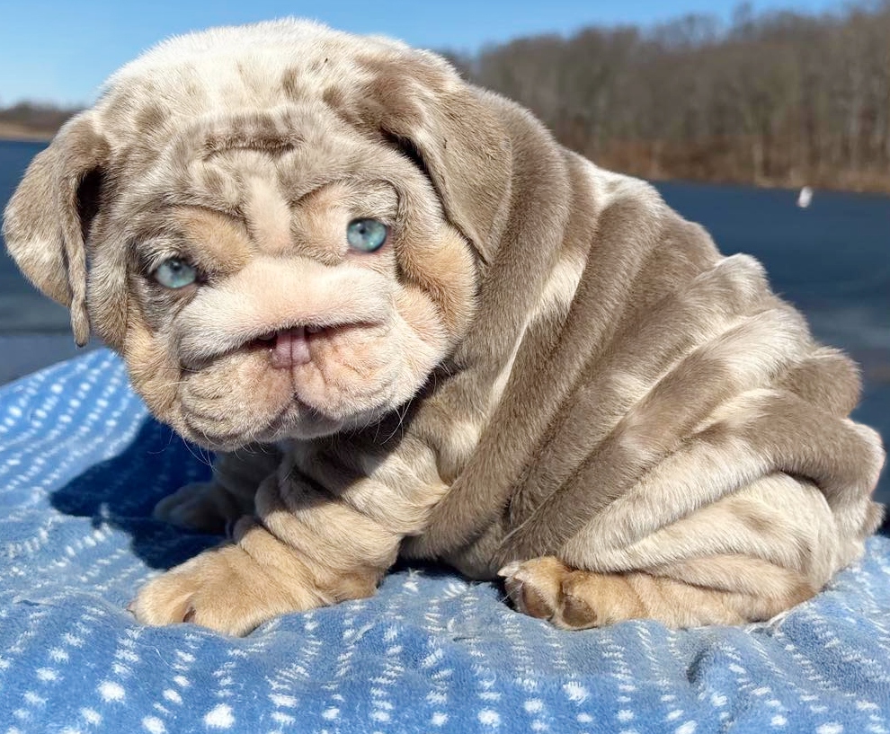 lilac tri merle bulldog puppy