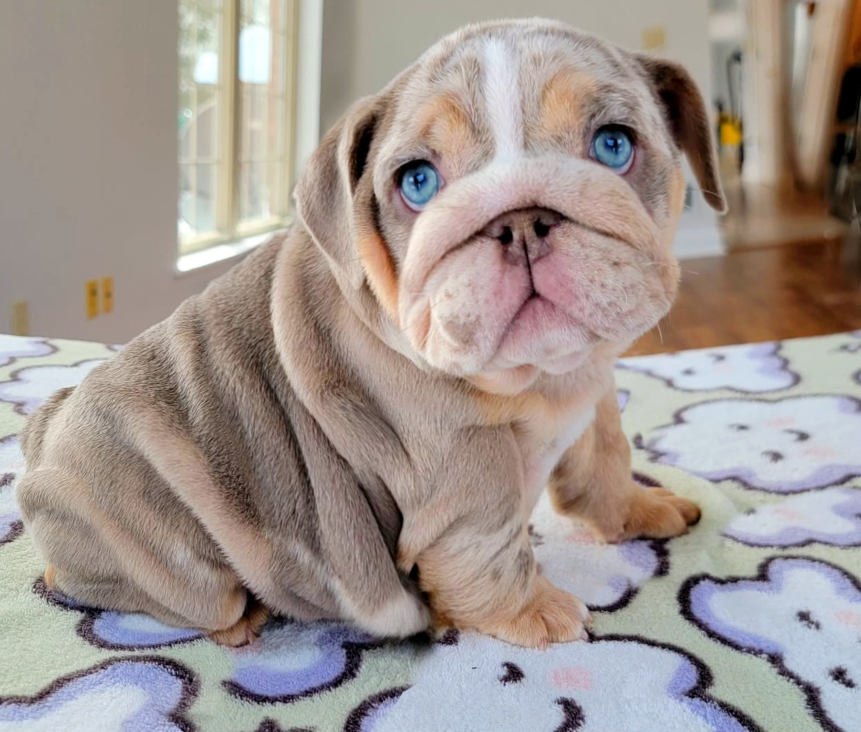 lilac merle bulldog puppy