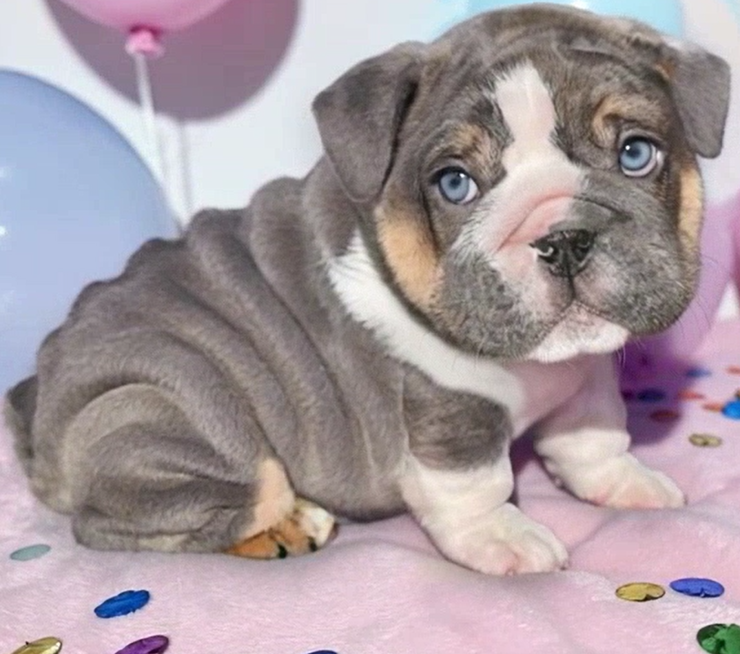 B;lue bulldog puppy