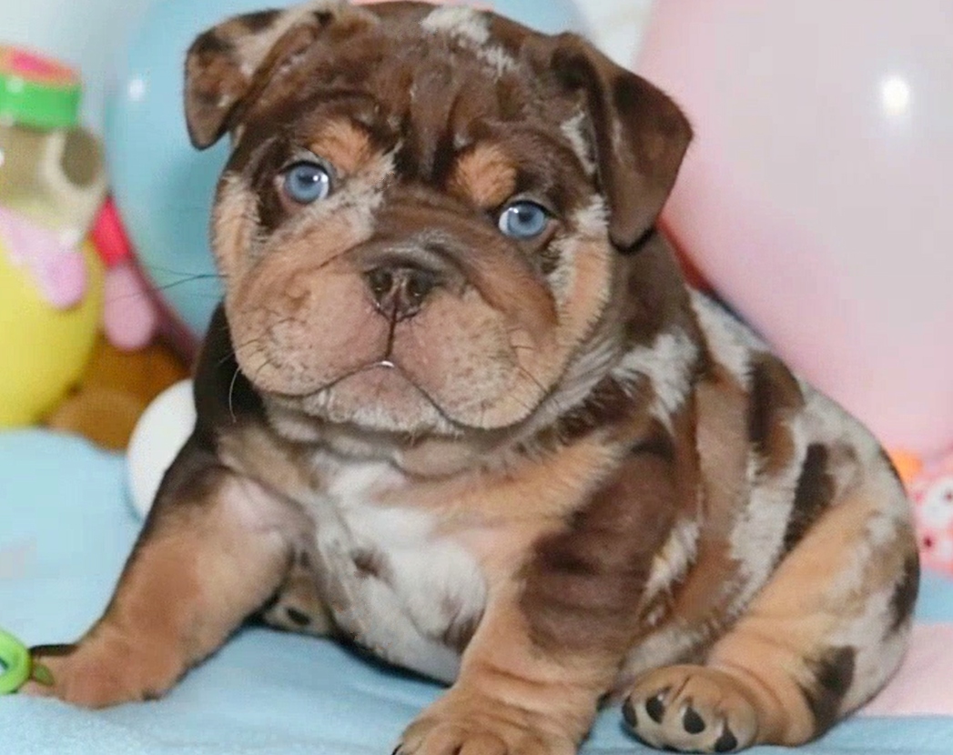chocolate bulldog puppy