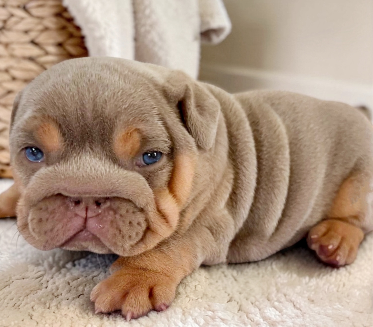 Lilac bulldog puppy for sale