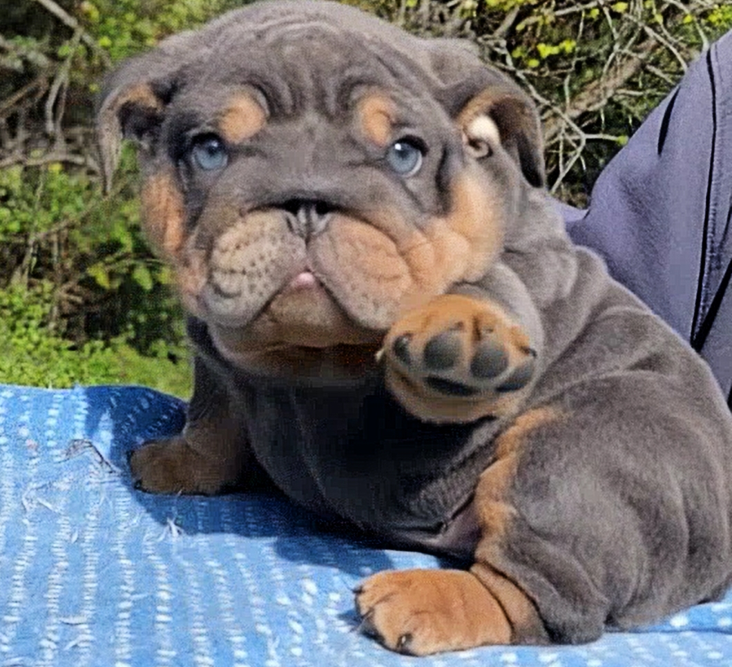 Blue bulldog puppy