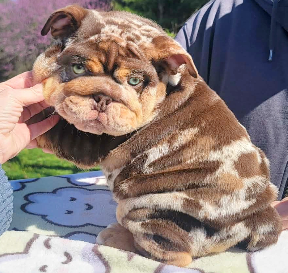 Bulldog puppy for sale