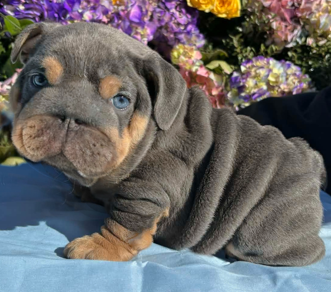 Blue bulldog puppy for sale