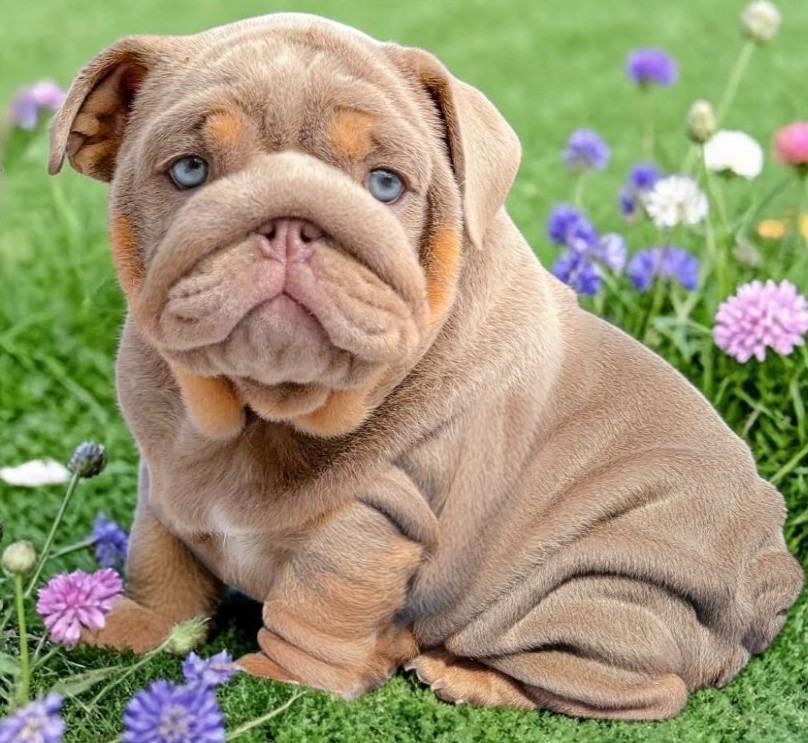 Bulldog puppy for sale