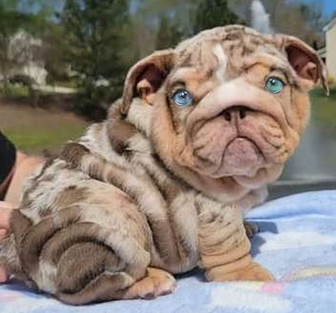 English Bulldog puppy