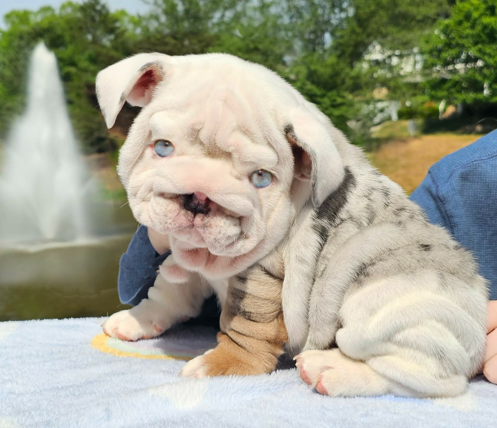 Blue merle male puppy
