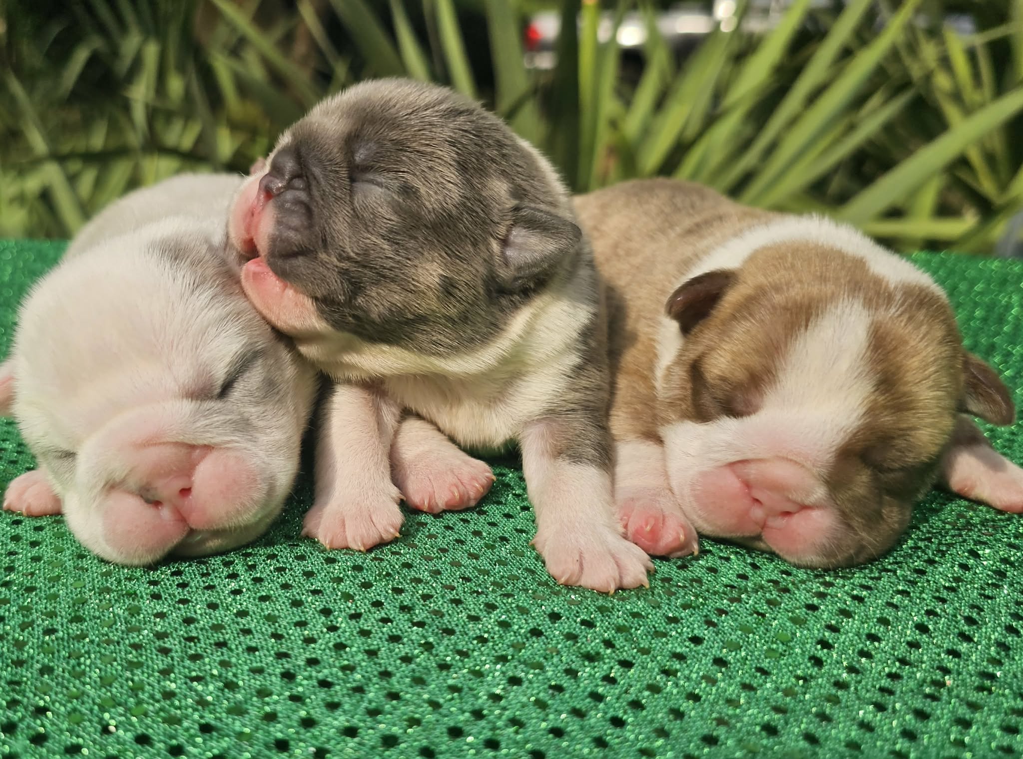 AKC Bulldog puppies for sale