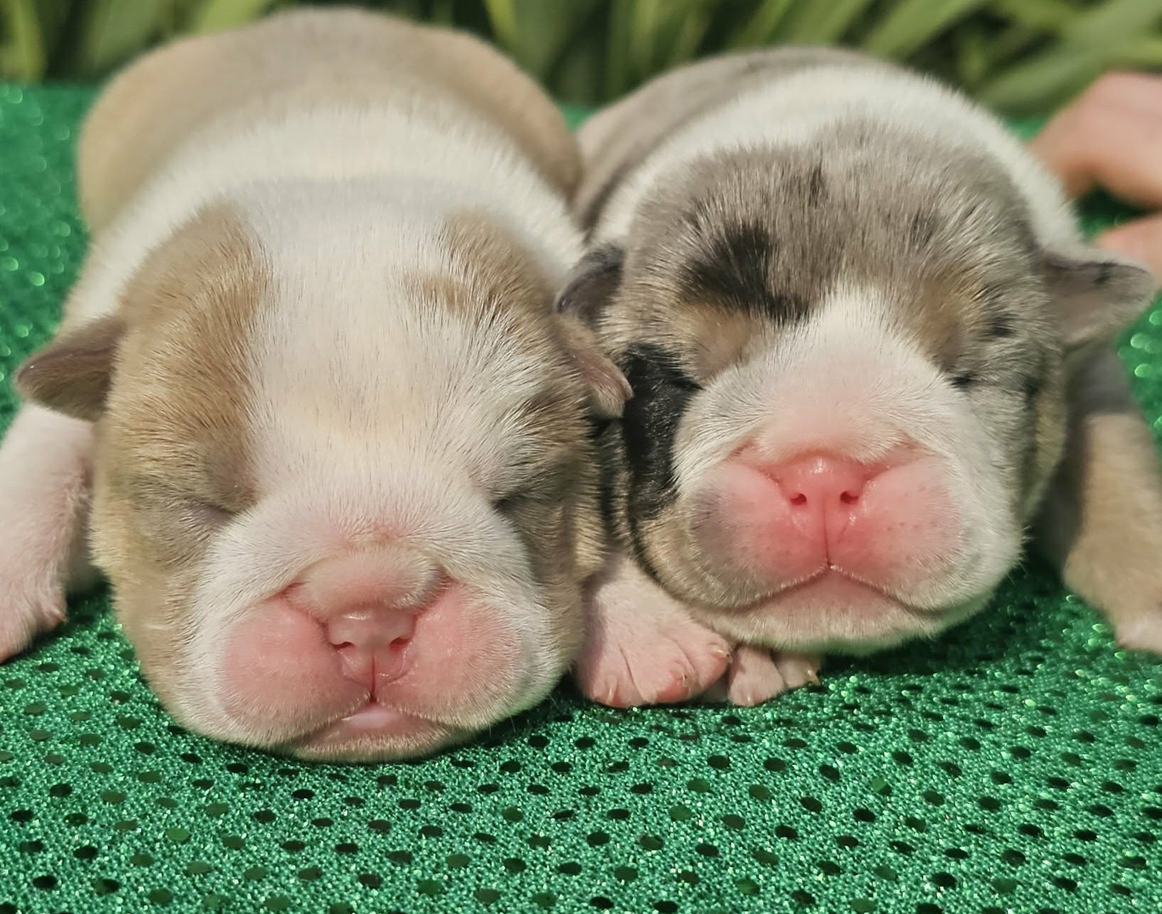 English Bulldog puppies for sale