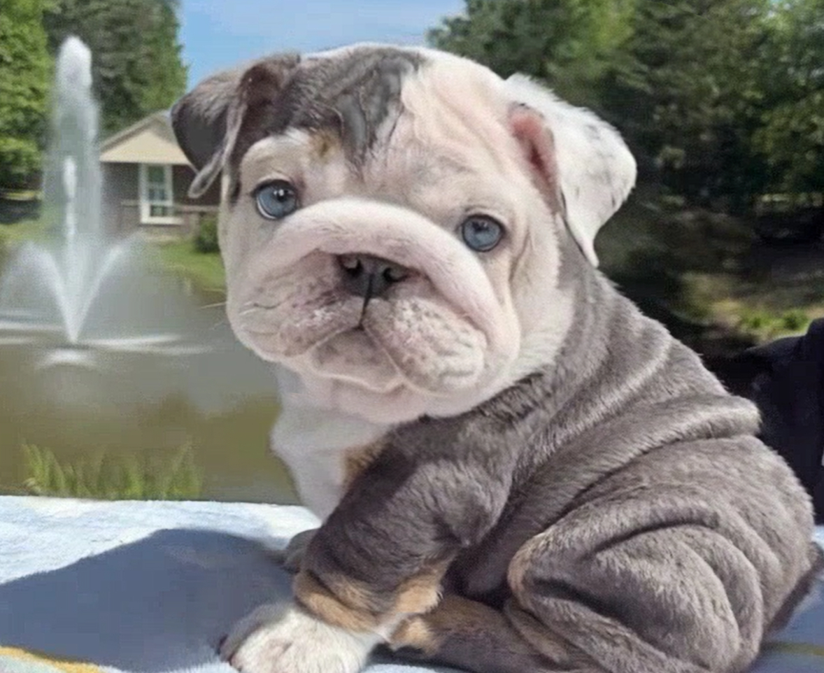 Blue bulldog puppy