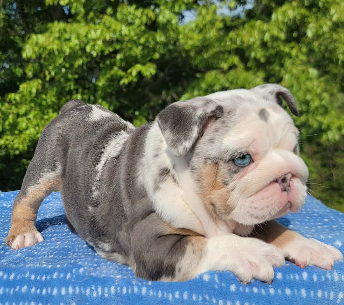 Blue merle bulldog puppy