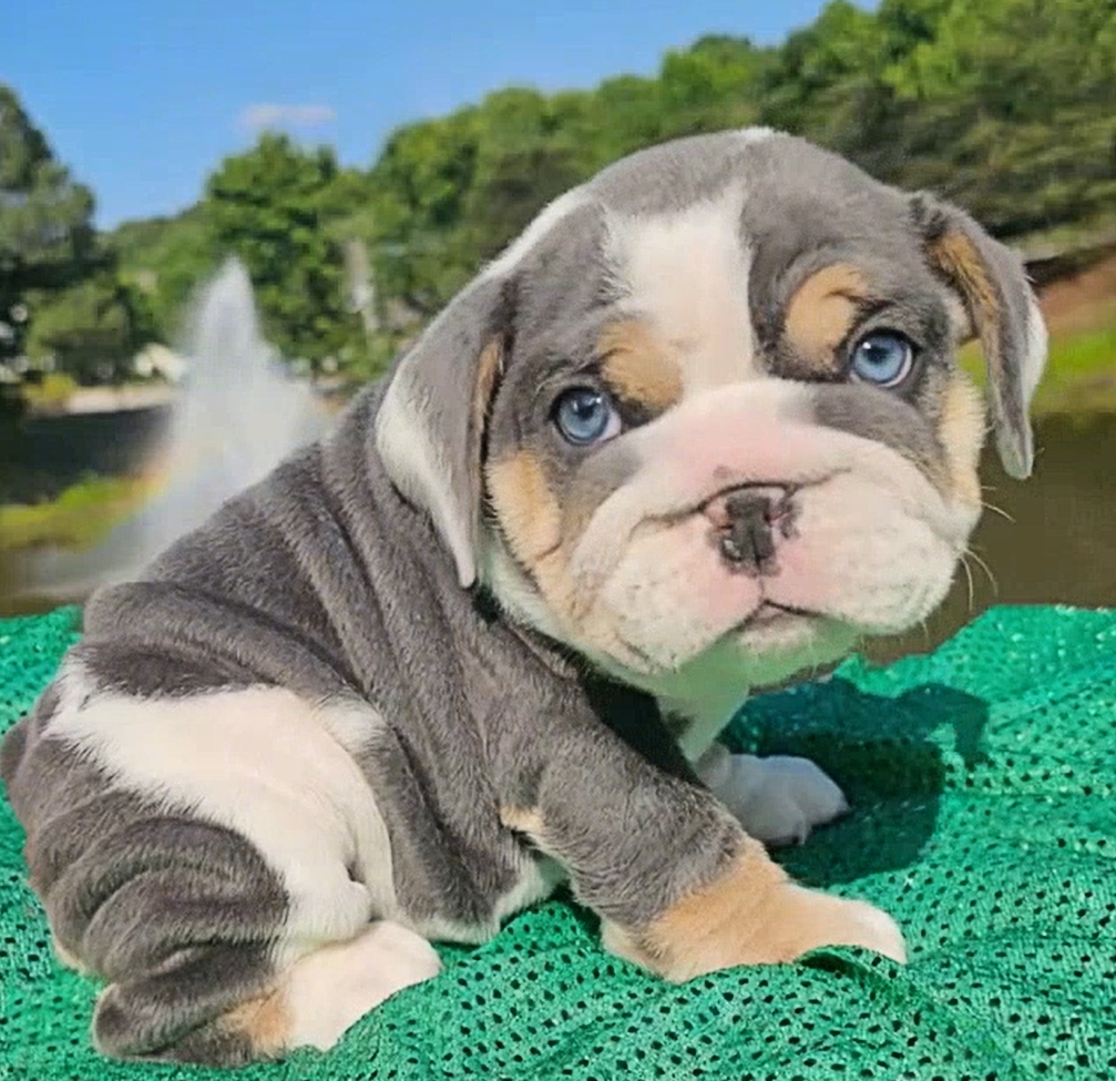 Blue Bulldog puppy for sale