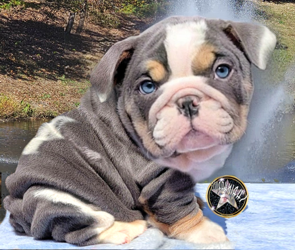 Blue bulldog puppy for sale