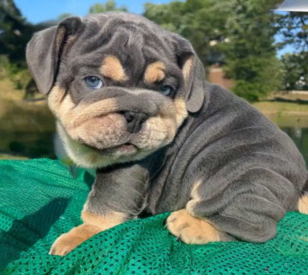 Blue bulldog puppy