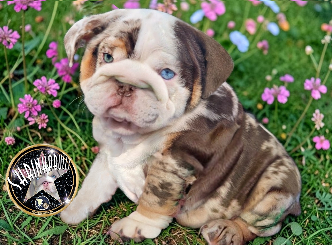 Chocolate merle bulldog puppy